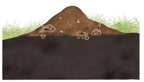 Attēlu rezultāti vaicājumam “Aphodius subterraneus”