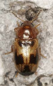 Attēlu rezultāti vaicājumam “Tetratoma fungorum”