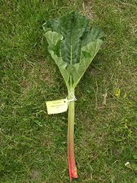 Attēlu rezultāti vaicājumam “Rheum rhabarbarum leaf”