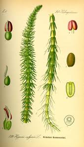 Attēlu rezultāti vaicājumam “Hippuris vulgaris leaf”