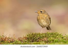 Attēlu rezultāti vaicājumam “Erithacus rubecula juvenile”
