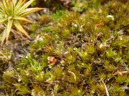 Attēlu rezultāti vaicājumam “Bryum rubens”