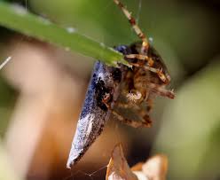 Attēlu rezultāti vaicājumam “Araneus diadematus eggs”