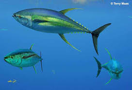Image result for Thunnus maccoyii