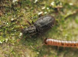 Attēlu rezultāti vaicājumam “Latridiidae”