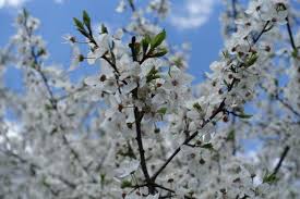 Attēlu rezultāti vaicājumam “Prunus cerasifera flower”