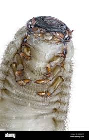 Attēlu rezultāti vaicājumam “Oryctes nasicornis larva”