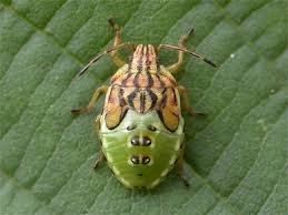 Attēlu rezultāti vaicājumam “Elasmucha grisea imago”