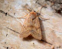 Attēlu rezultāti vaicājumam “Agrochola helvola”