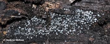 Attēlu rezultāti vaicājumam “Lasiosphaeria ovina”