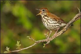 Image result for Hylocichla mustelina