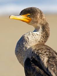 Image result for Phalacrocorax auritus