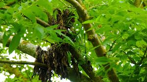 Attēlu rezultāti vaicājumam “Hymenoscyphus fraxineus”