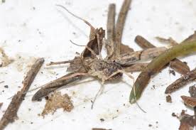 Attēlu rezultāti vaicājumam “Lophopilio palpinalis”