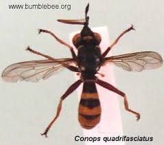 Attēlu rezultāti vaicājumam “Conopidae”