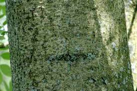 Attēlu rezultāti vaicājumam “Aurantiporus fissilis”