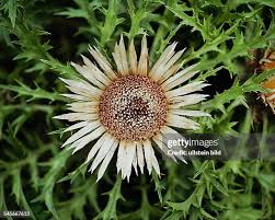Image result for Silberdistel