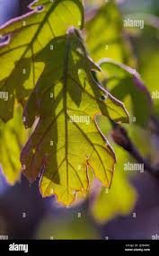 Attēlu rezultāti vaicājumam “Quercus rubra bud”