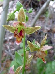 Attēlu rezultāti vaicājumam “Epipactis”