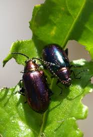 Attēlu rezultāti vaicājumam “Meloe sp. imago”