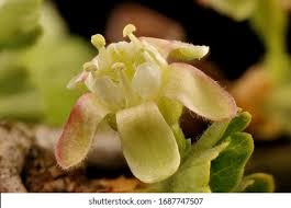 Attēlu rezultāti vaicājumam “Ribes uva-crispa flower”