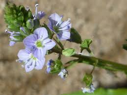 Attēlu rezultāti vaicājumam “Veronica anagallis-aquatica flower”