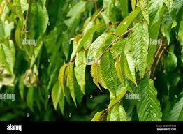 Attēlu rezultāti vaicājumam “Padus avium leaf”