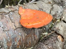 Attēlu rezultāti vaicājumam “Pycnoporus cinnabarinus”