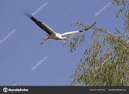Attēlu rezultāti vaicājumam “Ciconia ciconia adult”