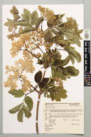 Attēlu rezultāti vaicājumam “Adoxaceae”
