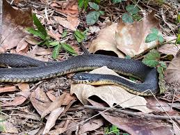 Attēlu rezultāti vaicājumam “Nardia geoscyphus”