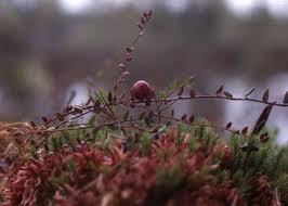 Attēlu rezultāti vaicājumam “Oxycoccus microcarpus”