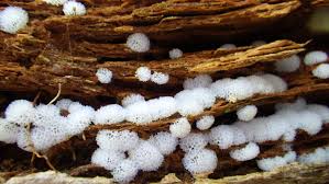 Attēlu rezultāti vaicājumam “Ceratiomyxaceae”