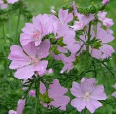 Image result for Malva moschata