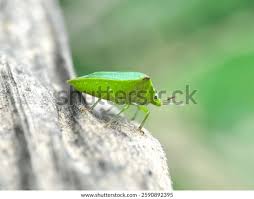 Attēlu rezultāti vaicājumam “Closterotomus biclavatus imago”