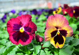 Image result for Viola wittrockiana