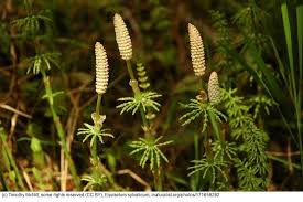 Attēlu rezultāti vaicājumam “Equisetum sylvaticum”