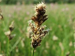 Attēlu rezultāti vaicājumam “Carex disticha”