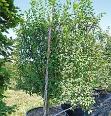 Attēlu rezultāti vaicājumam “Prunus domestica subsp. domestica”