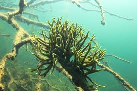 Attēlu rezultāti vaicājumam “Spongilla lacustris”