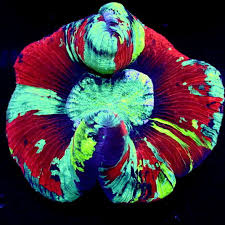 Attēlu rezultāti vaicājumam “Cribraria rubiginosa macro”