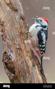 Attēlu rezultāti vaicājumam “Dendrocopos medius adult”