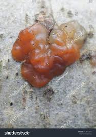 Attēlu rezultāti vaicājumam “Exidia cartilaginea”