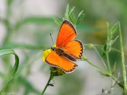Attēlu rezultāti vaicājumam “Lycaena virgaureae”