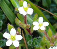 Attēlu rezultāti vaicājumam “Saxifraga tridactylites fruit”