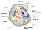 animal_celljpg