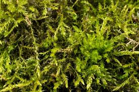 Attēlu rezultāti vaicājumam “Hygroamblystegium tenax”