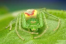 Attēlu rezultāti vaicājumam “Thomisidae”