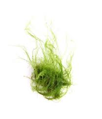 Attēlu rezultāti vaicājumam “Amblystegium serpens sporophyte”