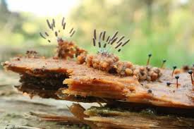 Attēlu rezultāti vaicājumam “Stemonitopsis typhina”